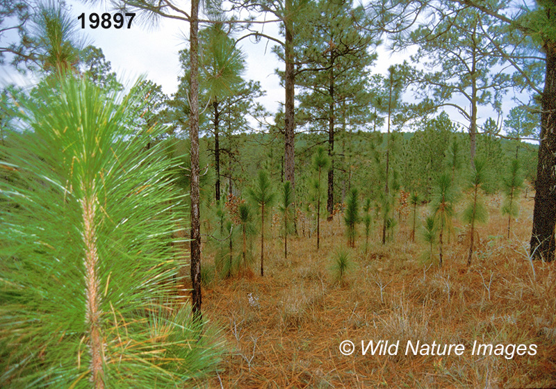 Longleaf Pine (Pinus palustris)